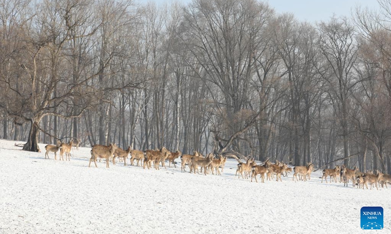 Sika deer forage in Pingshan Royal Deer Park in Harbin, northeast China's Heilongjiang Province, Feb. 4, 2023. Pingshan Royal Deer Park, located in Pingshan Township of Harbin, covers an area of 462 hectares. Currently, there are more than 1,000 sika deer and red deer in this park. (Xinhua/Zhang Tao)