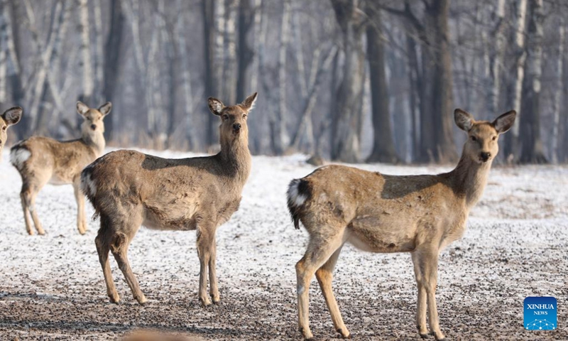 Sika deer are seen in Pingshan Royal Deer Park in Harbin, northeast China's Heilongjiang Province, Feb. 4, 2023. Pingshan Royal Deer Park, located in Pingshan Township of Harbin, covers an area of 462 hectares. Currently, there are more than 1,000 sika deer and red deer in this park. (Xinhua/Zhang Tao)