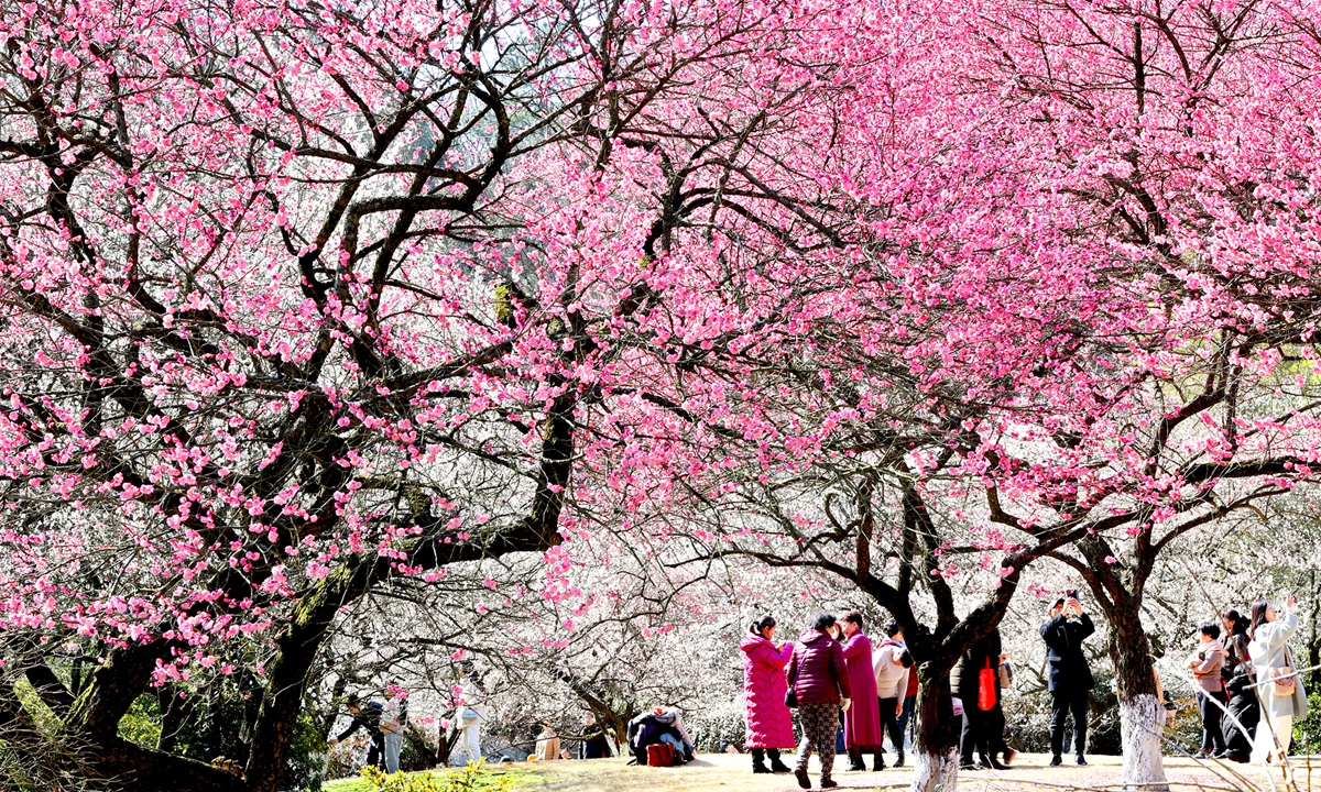 People enjoy spring as plum blossoms bloom at a local botanical garden in Hangzhou, East China's Zhejiang Province on February 26, 2023. The beauty will last longer this year due to a cold wave earlier in February that postponed the flowering phase. Photo: cnsphoto