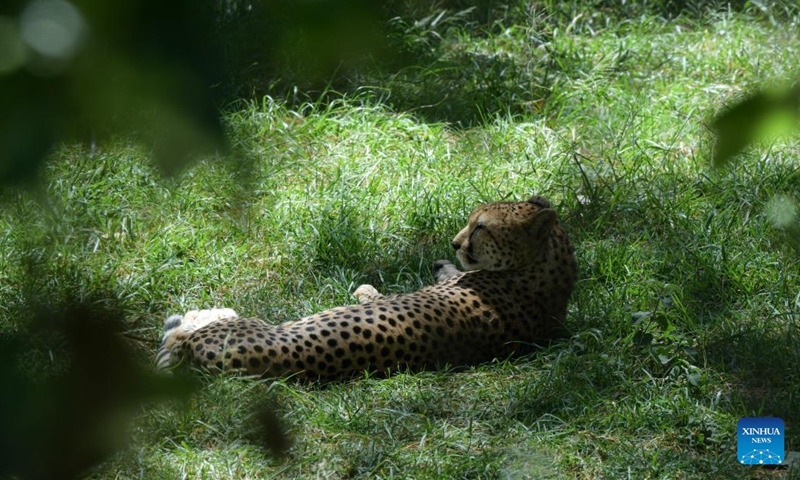 A cheetah rests at the Animal Orphanage in Mount Kenya Wildlife Conservancy in Nanyuki, Kenya, Feb. 4, 2023. The orphanage provides shelter and care for the injured, neglected, abused or frightened wild animals.(Photo: Xinhua)