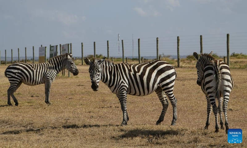 Zebras are seen at Ol Pejeta Conservancy in Laikipia County, Kenya, Feb. 4, 2023.(Photo: Xinhua)