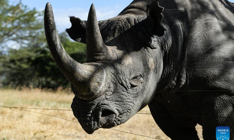 A black rhino with an injured eye is seen at Ol Pejeta Conservancy in Laikipia County, Kenya, Feb. 4, 2023.(Photo: Xinhua)