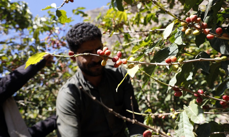 Yemeni farmers pick coffee beans at the Bani al-Nahmy village of the Manakhah district, about 100 km west of the Yemeni capital Sanaa, on Feb. 8, 2023.(Photo: Xinhua)