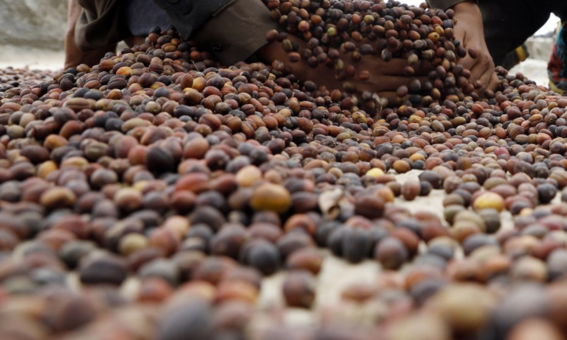 A Yemeni farmer dries coffee beans under the sun at the Bani al-Nahmy village of the Manakhah district, about 100 km west of the Yemeni capital Sanaa, on Feb. 8, 2023.(Photo: Xinhua)