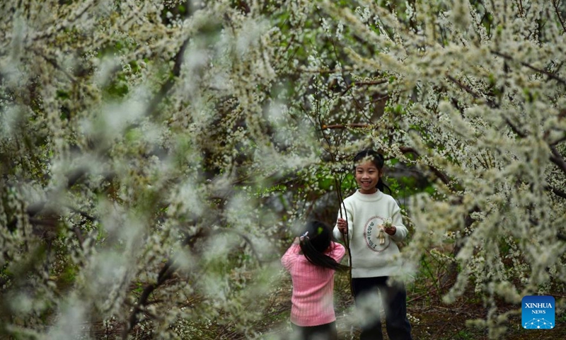 Children play among flowers on Daling Mountain in Gongcheng Yao Autonomous County of Guilin, south China's Guangxi Zhuang Autonomous Region, Feb. 11, 2023.(Photo: Xinhua)