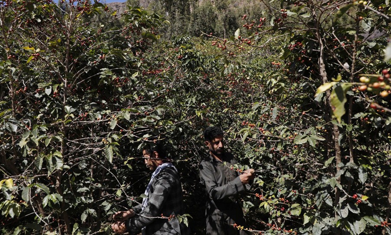 Yemeni farmers pick coffee beans at the Bani al-Nahmy village of the Manakhah district, about 100 km west of the Yemeni capital Sanaa, on Feb. 8, 2023.(Photo: Xinhua)