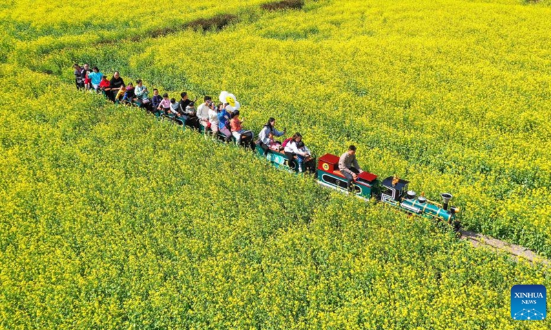 This aerial photo taken on Feb. 11, 2023 shows tourists taking a train to view cole flowers in Xingyi City of Qianxinan Buyi and Miao Autonomous Prefecture, southwest China's Guizhou Province.(Photo: Xinhua)