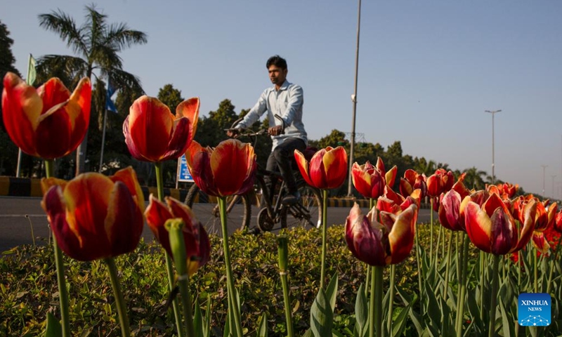 A man riding a bicycle passes by blooming tulips on the roadside in New Delhi, India, Feb. 15, 2023.(Photo: Xinhua)