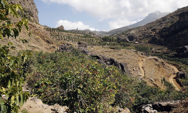 A photo shows a part of coffee cultivating fields at the Bani al-Nahmy in the Manakhah district, about 100 km west of the Yemeni capital Sanaa, on Feb. 8, 2023.(Photo: Xinhua)