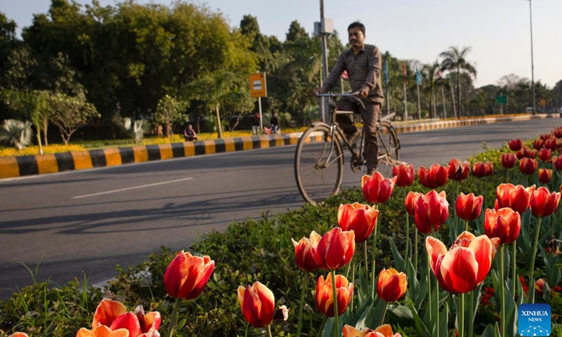 A man riding a bicycle passes by blooming tulips on the roadside in New Delhi, India, Feb. 15, 2023.(Photo: Xinhua)