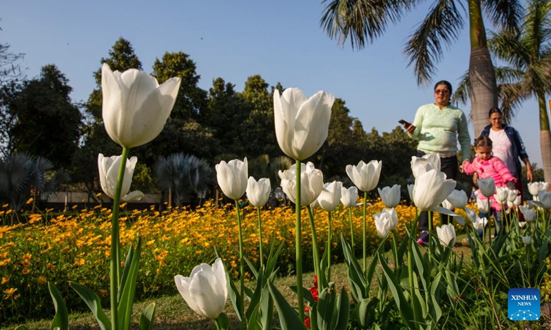 People pass by blooming tulips on the roadside in New Delhi, India, Feb. 15, 2023.(Photo: Xinhua)