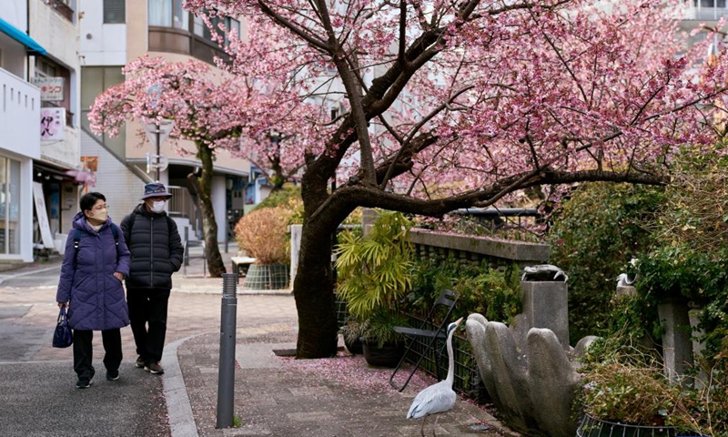 People enjoy the scenery of cherry blossoms in Atami of Shizuoka, Japan, Feb. 15, 2023.(Photo: Xinhua)