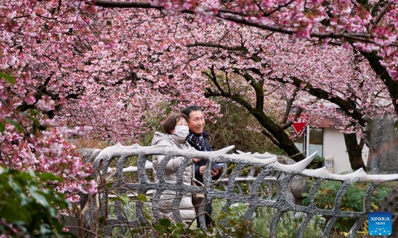 People enjoy the scenery of cherry blossoms in Atami of Shizuoka, Japan, Feb. 15, 2023.(Photo: Xinhua)