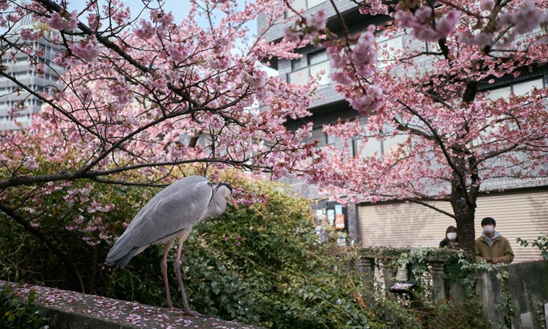 People enjoy the scenery of cherry blossoms in Atami of Shizuoka, Japan, Feb. 15, 2023.(Photo: Xinhua)