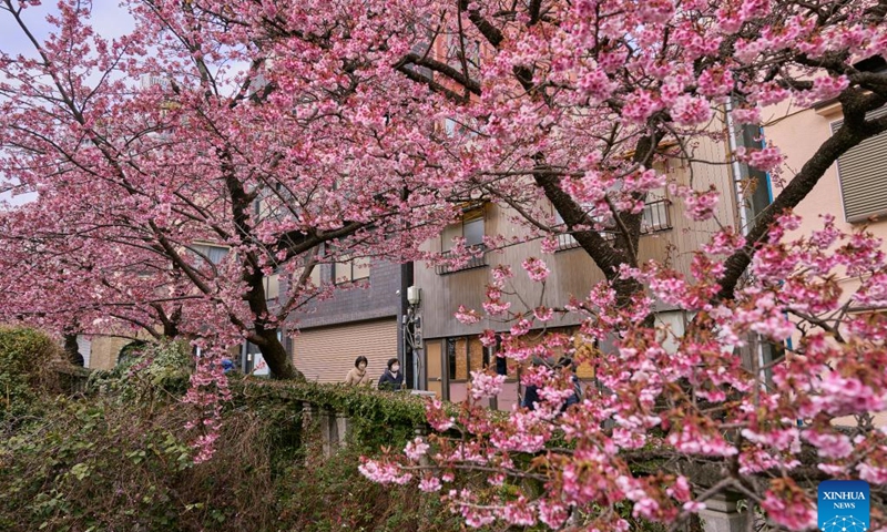 People enjoy the scenery of cherry blossoms in Atami of Shizuoka, Japan, Feb. 15, 2023.(Photo: Xinhua)