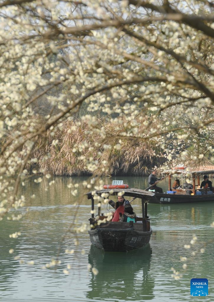 Tourists enjoy plum blossoms by boat in the Xixi National Wetland Park in Hangzhou, east China's Zhejiang Province, on Feb. 18, 2023. As temperatures rise, more than 20,000 plum trees are in full bloom in the Xixi National Wetland Park, attracting crowds of tourists.Photo: Xinhua