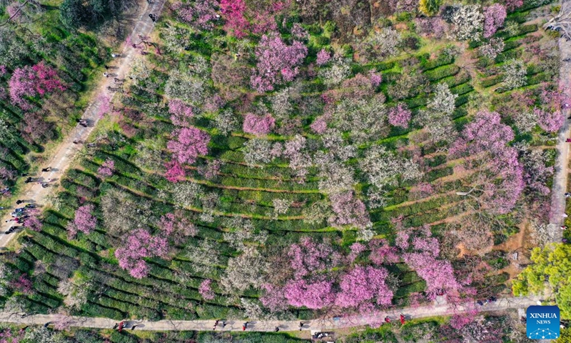 This aerial photo taken on Feb. 19, 2023 shows people visiting a mountain with plum blossoms in Nanjing, east China's Jiangsu Province.(Photo: Xinhua)