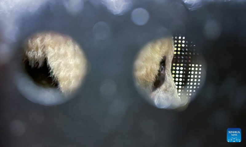 This photo taken with a mobile phone shows the Japan-born giant panda Xiang Xiang arriving at Chengdu Shuangliu International Airport in southwest China's Sichuan Province, Feb. 21, 2022. Female giant panda Xiang Xiang on Tuesday morning left Ueno Zoo in Tokyo of Japan to fly back to China, her home country.(Photo: Xinhua)