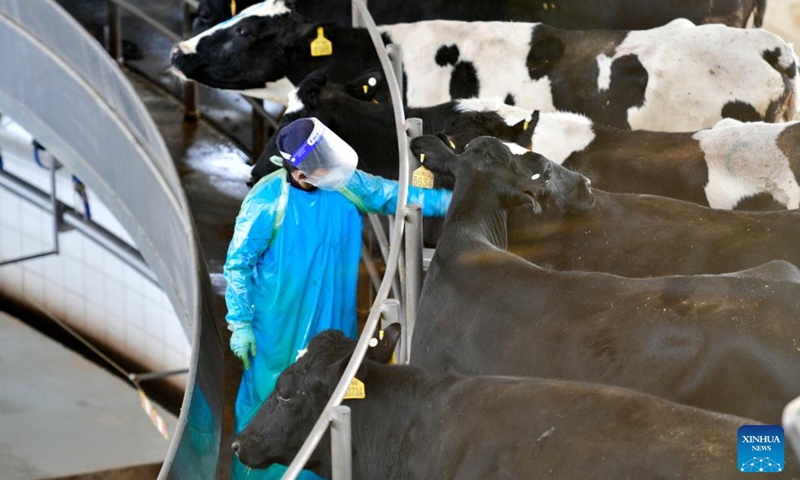 A staff member checks cows on a rotary milking machine at a dairy farm in Wuwei, northwest China's Gansu Province, Feb. 18, 2023. Wuwei City, located at the foot of the Qilian Mountains, is an ideal place for developing dairy industry for its abundant sunshine and forage grass. In 2022, the output value of the milk industrial chain in Wuwei has exceeded 6 billion yuan (about 875 million U.S. dollars).(Photo: Xinhua)