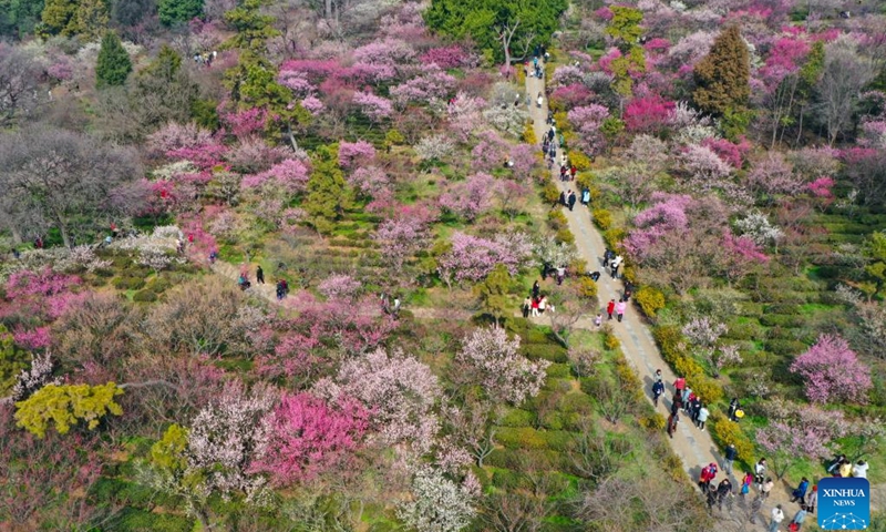 This aerial photo taken on Feb. 19, 2023 shows people visiting a mountain with plum blossoms in Nanjing, east China's Jiangsu Province.(Photo: Xinhua)