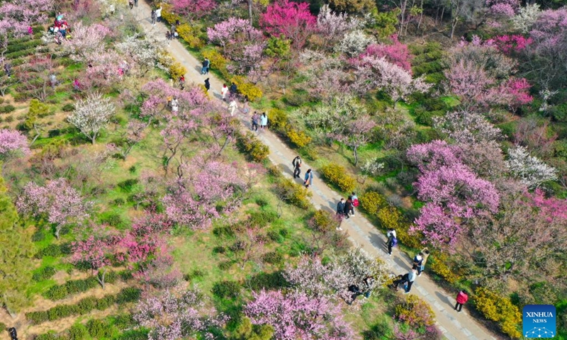 This aerial photo taken on Feb. 19, 2023 shows people visiting a mountain with plum blossoms in Nanjing, east China's Jiangsu Province.(Photo: Xinhua)