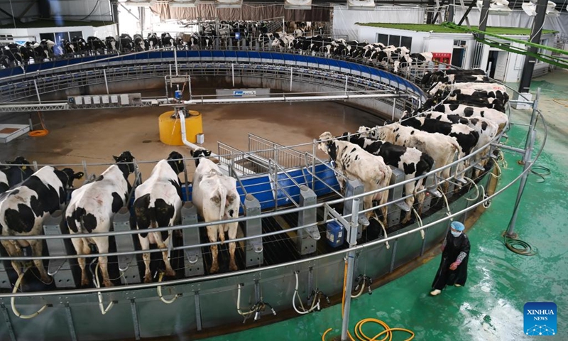 A staff member passes by a rotary milking machine at a dairy farm in Wuwei, northwest China's Gansu Province, Feb. 16, 2023. Wuwei City, located at the foot of the Qilian Mountains, is an ideal place for developing dairy industry for its abundant sunshine and forage grass. In 2022, the output value of the milk industrial chain in Wuwei has exceeded 6 billion yuan (about 875 million U.S. dollars).(Photo: Xinhua)