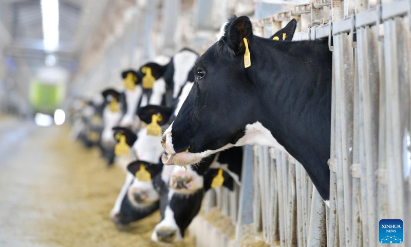 This photo taken on Feb. 18, 2023 shows cows at a dairy farm in Wuwei, northwest China's Gansu Province. Wuwei City, located at the foot of the Qilian Mountains, is an ideal place for developing dairy industry for its abundant sunshine and forage grass. In 2022, the output value of the milk industrial chain in Wuwei has exceeded 6 billion yuan (about 875 million U.S. dollars).(Photo: Xinhua)