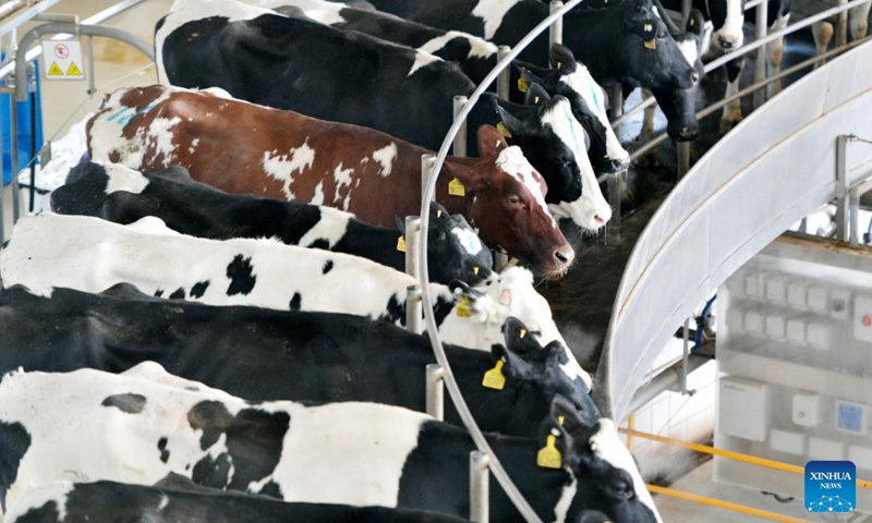 This photo taken on Feb. 18, 2023 shows cows on a rotary milking machine at a dairy farm in Wuwei, northwest China's Gansu Province. Wuwei City, located at the foot of the Qilian Mountains, is an ideal place for developing dairy industry for its abundant sunshine and forage grass. In 2022, the output value of the milk industrial chain in Wuwei has exceeded 6 billion yuan (about 875 million U.S. dollars).(Photo: Xinhua)