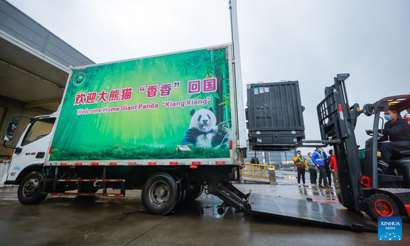 The Japan-born giant panda Xiang Xiang arrives at Chengdu Shuangliu International Airport in southwest China's Sichuan Province, Feb. 21, 2022. Female giant panda Xiang Xiang on Tuesday morning left Ueno Zoo in Tokyo of Japan to fly back to China, her home country. Xiang Xiang was born at Ueno Zoo in June 2017 to Shin Shin (female) and Ri Ri (male), two giant pandas on loan from China, where the ownership over the cubs they give birth to belongs.(Photo: Xinhua)