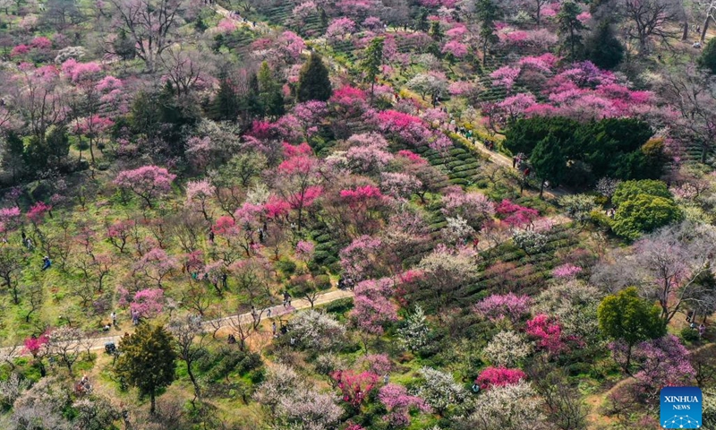 This aerial photo taken on Feb. 19, 2023 shows people visiting a mountain with plum blossoms in Nanjing, east China's Jiangsu Province.(Photo: Xinhua)