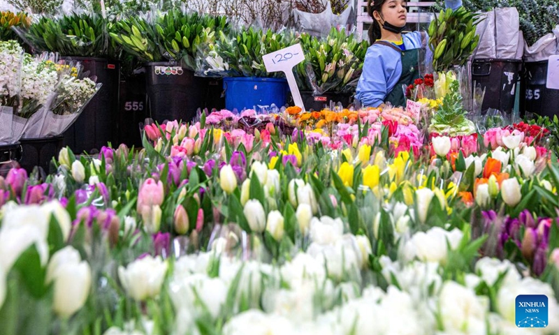 A worker packs flowers from southwest China's Yunnan province at the Pak Khlong Talat flower market in Bangkok, Thailand, Feb. 21, 2023. The deepening cooperation between Thailand and China under the Belt and Road Initiative (BRI) has benefited flower traders in both countries. Flowers grown and picked in southwest China's Yunnan Province can reach markets in Bangkok by cold chain transportation in about 40 hours.(Photo: Xinhua)