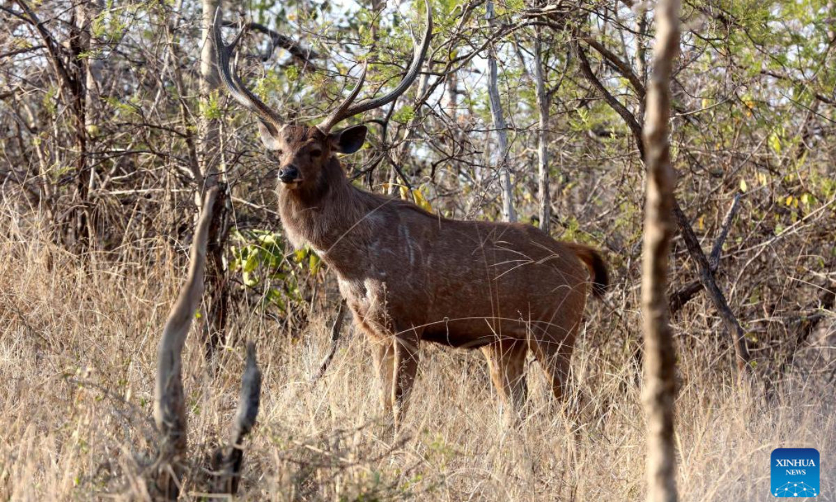 A deer is seen at Panna National Park in Panna district of India's Madhya Pradesh state, Feb 23, 2023. Photo:Xinhua