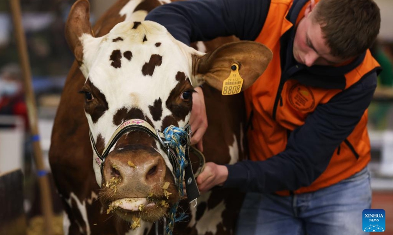 A cow is seen during the 59th International Agriculture Fair at the Porte de Versailles exhibition center in Paris, France, Feb. 27, 2023. The fair will last until March 5.(Photo: Xinhua)