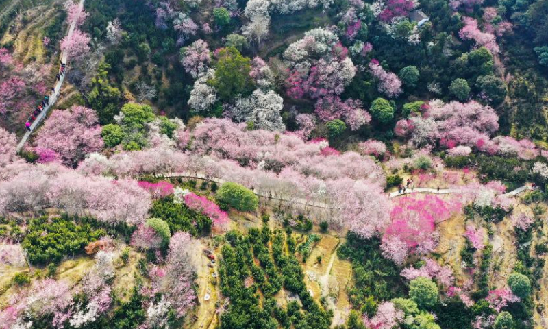 This aerial photo taken on Feb. 25, 2023 shows blooming flowers in Xiongcun Township, Shexian County, east China's Anhui Province. (Photo by Fan Chengzhu/Xinhua)