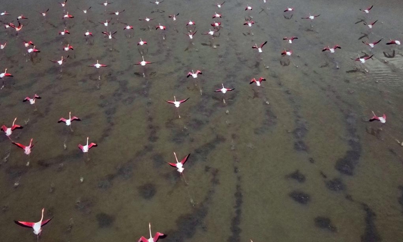 Flamingos are seen on Salt Lake in Ankara, Türkiye, Feb. 26, 2023.(Photo: Xinhua)