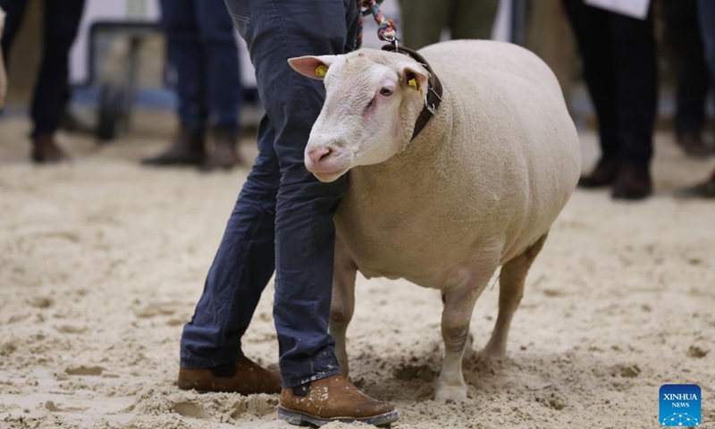 A sheep participates in a competition during the 59th International Agriculture Fair at the Porte de Versailles exhibition center in Paris, France, Feb. 27, 2023. The fair will last until March 5.(Photo: Xinhua)