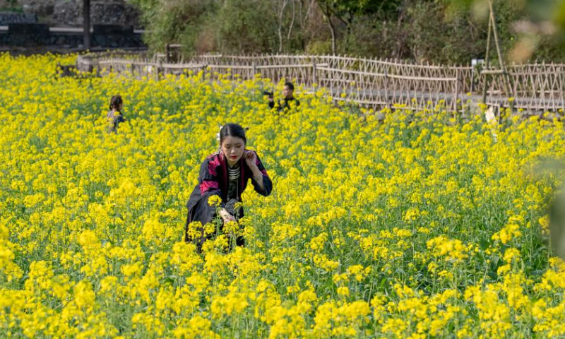 People visit a cole flower field in Liping County, southwest China's Guizhou Province, Feb. 25, 2023. (Photo by Wu Xingke/Xinhua)