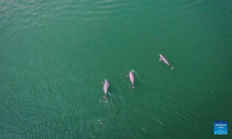 This aerial photo taken on May 11, 2021 shows finless porpoises swimming in the Yangtze River in Yichang, central China's Hubei Province.(Photo: Xinhua)