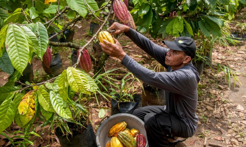 A farmer picks cocoa fruits in the chocolate-producing village of Nglanggeran, Gunung Kidul district, Yogyakarta, Indonesia, Feb. 25, 2023. (Photo by Agung Supriyanto/Xinhua)