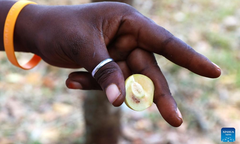 A tour guide shows a nutmeg at a spice farm in Zanzibar, Tanzania, Feb. 24, 2023. Zanzibar is known the world over as the Spice Island. (Xinhua/Dong Jianghui)