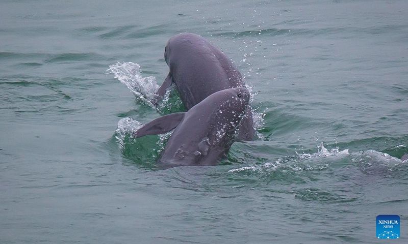 Finless porpoises swim in the Yangtze River in Yichang, central China's Hubei Province, May 10, 2021.(Photo: Xinhua)