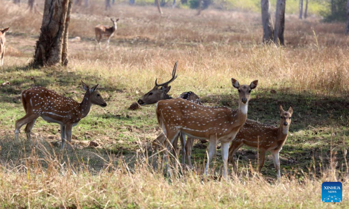 A herd of deer are seen at Panna National Park in Panna district of India's Madhya Pradesh state, Feb 23, 2023. Photo:Xinhua