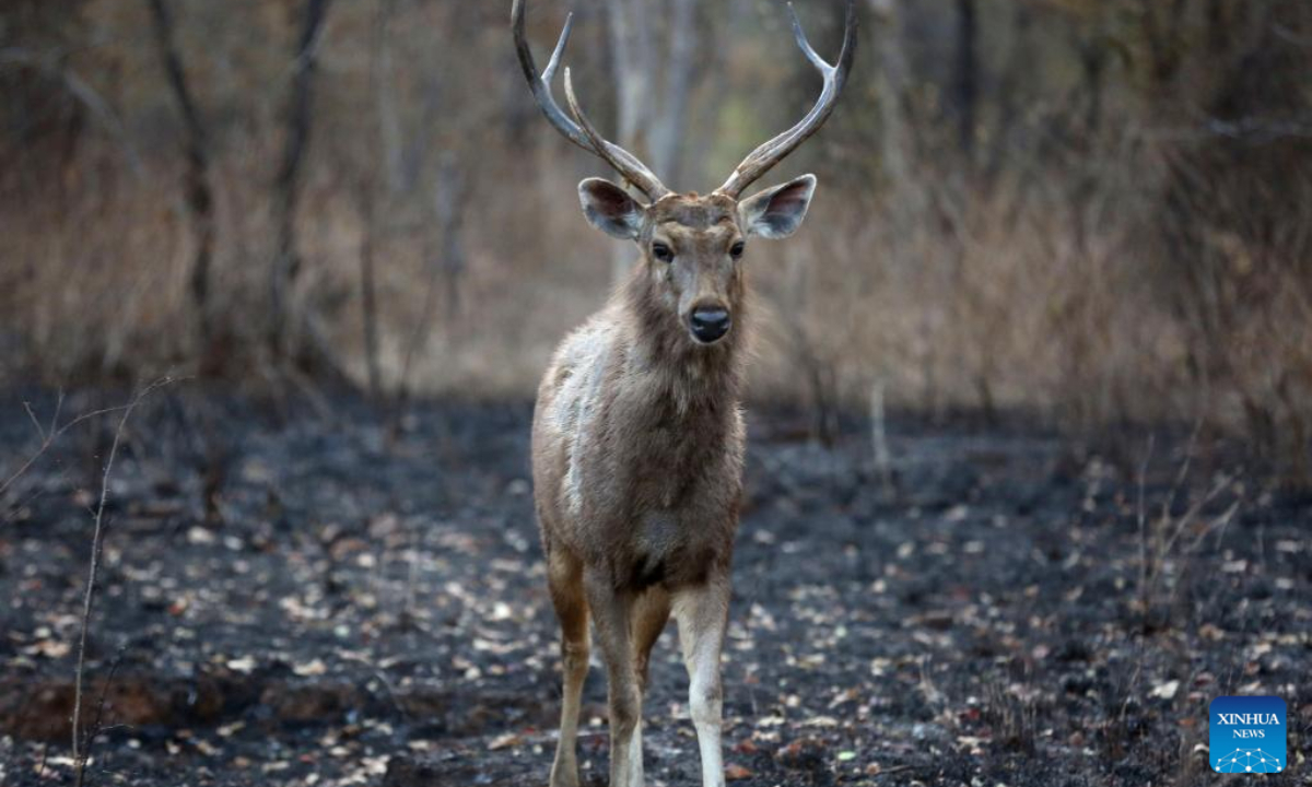 A deer is seen at Panna National Park in Panna district of India's Madhya Pradesh state, Feb 23, 2023. Photo:Xinhua