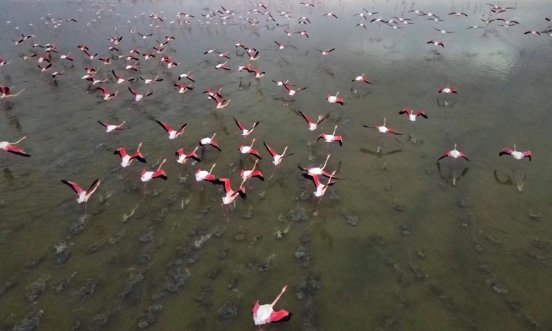 Flamingos are seen on Salt Lake in Ankara, Türkiye, Feb. 26, 2023.(Photo: Xinhua)