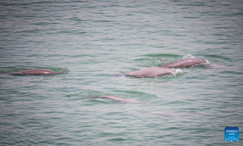 Finless porpoises swim in the Yangtze River in Yichang, central China's Hubei Province, May 11, 2021.(Photo: Xinhua)