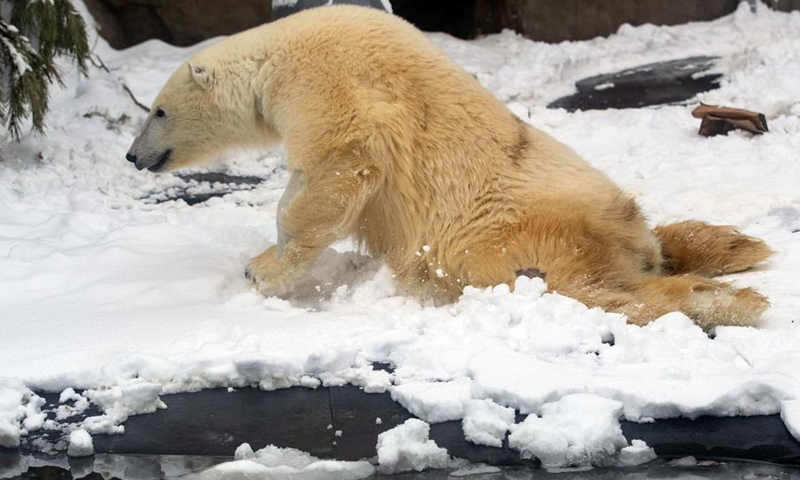 Paralyzed polar bear Dikson crawls on snow in Moscow Zoo in Moscow, Russia, Feb. 25, 2023.(Photo: Xinhua)