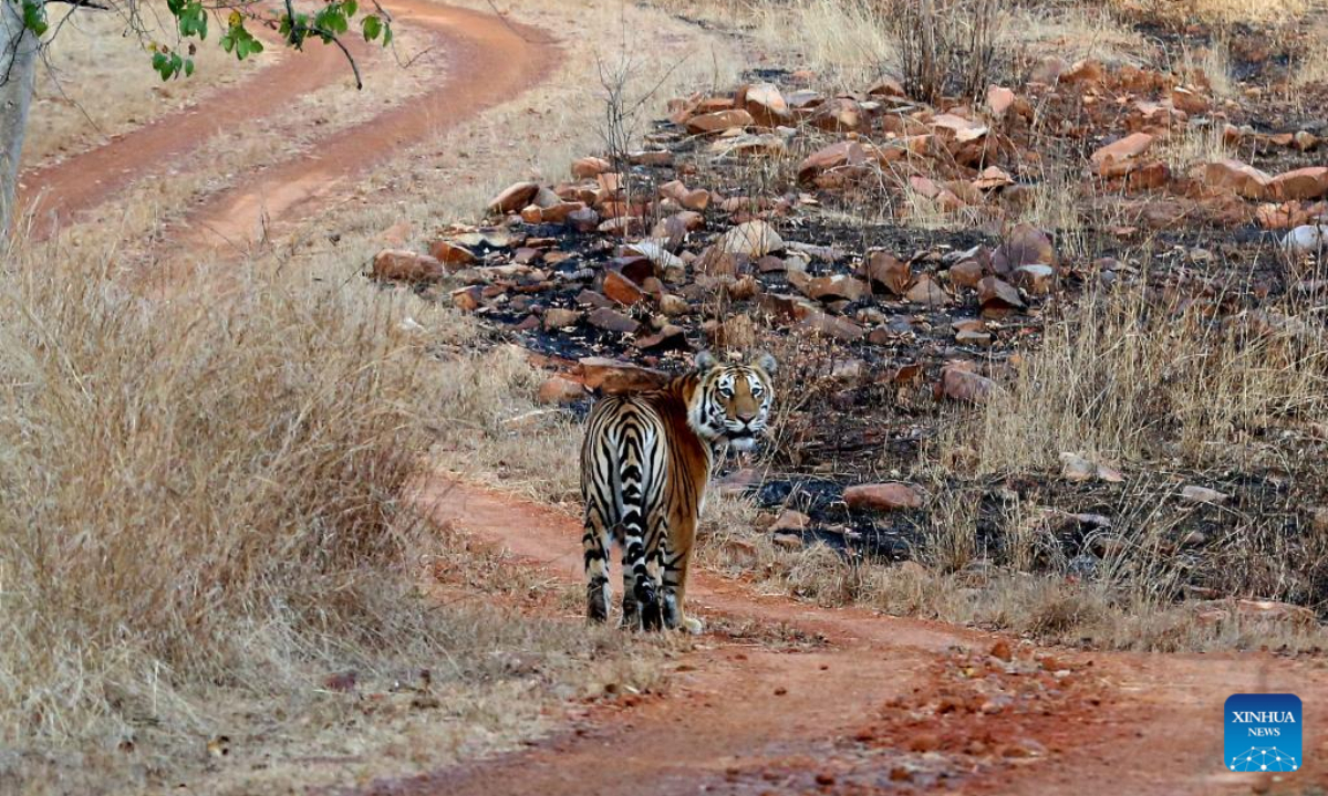 A tiger is seen at Panna National Park in Panna district of India's Madhya Pradesh state, Feb 23, 2023. Photo:Xinhua