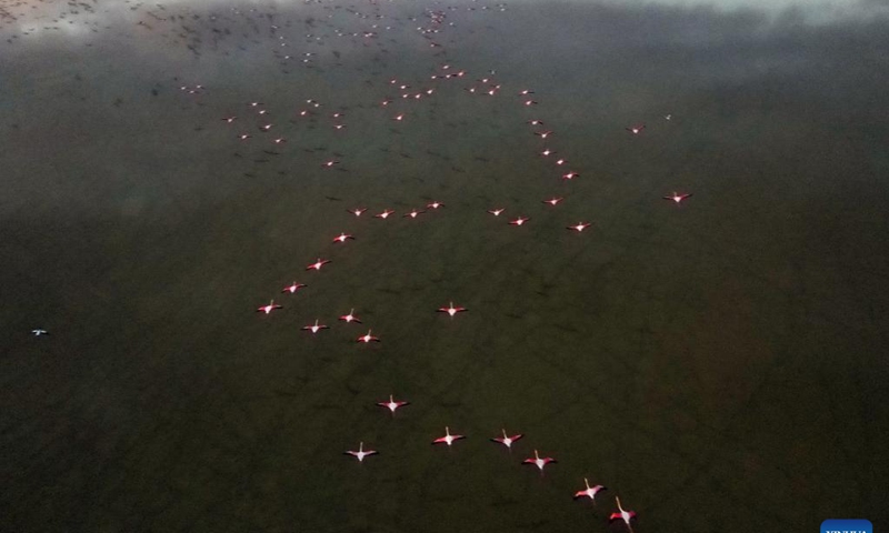 Flamingos are seen on Salt Lake in Ankara, Türkiye, Feb. 26, 2023.(Photo: Xinhua)