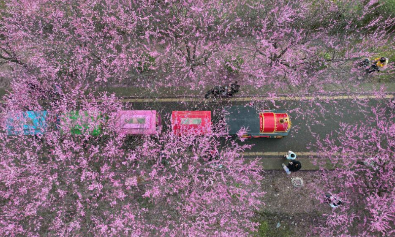 This aerial photo taken on Feb. 25, 2023 shows visitors enjoying flower scenery on a sight-seeing vehicle in Yuqing County, Zunyi, southwest China's Guizhou Province. (Photo by He Chunyu/Xinhua)