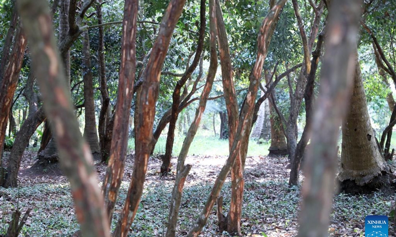 This photo taken on Feb. 24, 2023 shows Cinnamon trees in Zanzibar, Tanzania. Zanzibar is known the world over as the Spice Island. (Xinhua/Dong Jianghui)